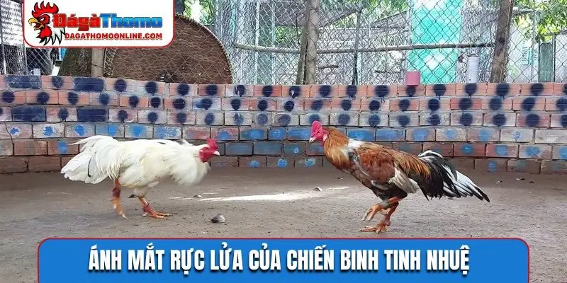 Ánh mắt rực lửa của chiến binh tinh nhuệ