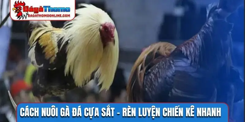 Cách nuôi gà đá cựa sắt