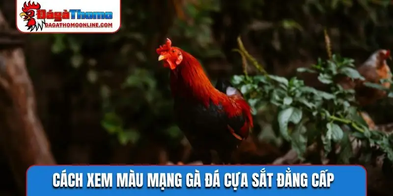 Cách xem màu mạng gà đá cựa sắt