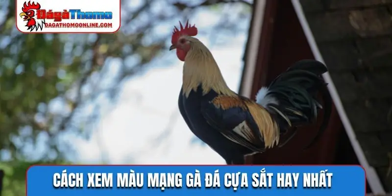 Cách xem màu mạng gà đá cựa sắt hay nhất
