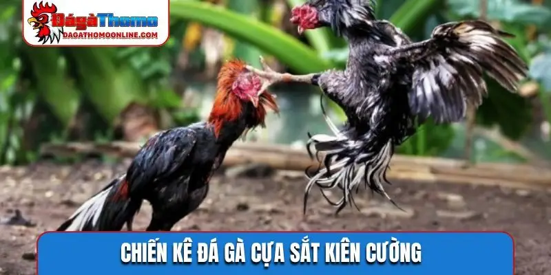 Chiến kê đá gà cựa sắt kiên cường
