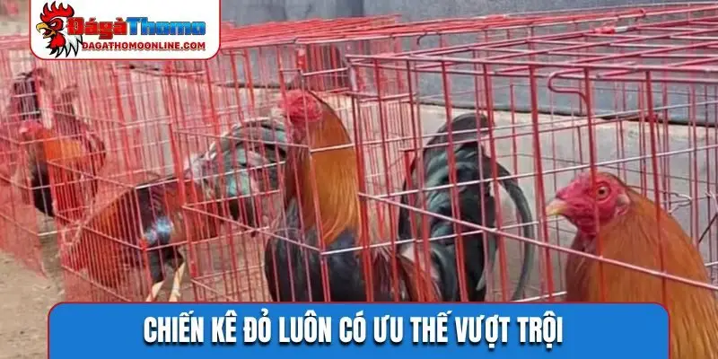 Chiến kê đỏ luôn có ưu thế vượt trội