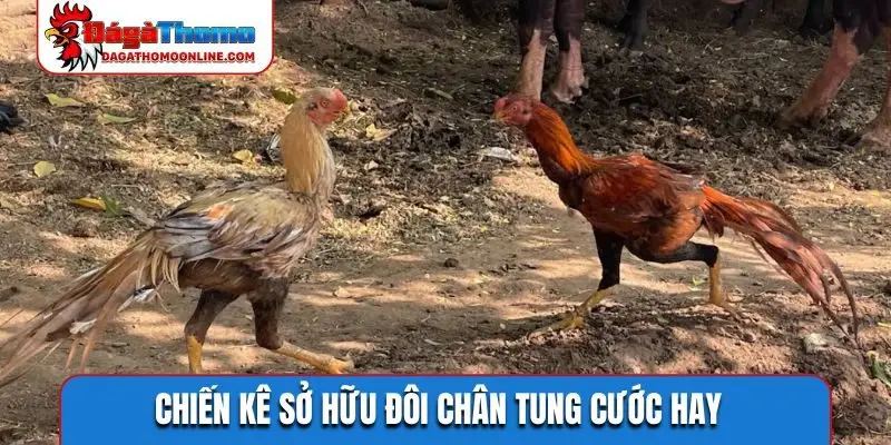 Chiến kê sở hữu đôi chân tung cước hay