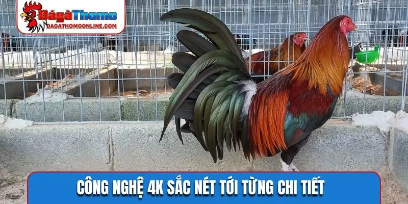 Công nghệ 4K sắc nét tới từng chi tiết