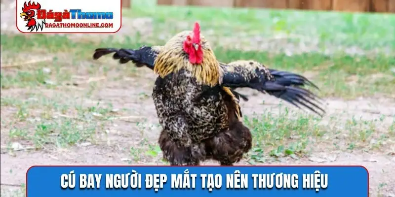 Cú bay người đẹp mắt tạo nên thương hiệu