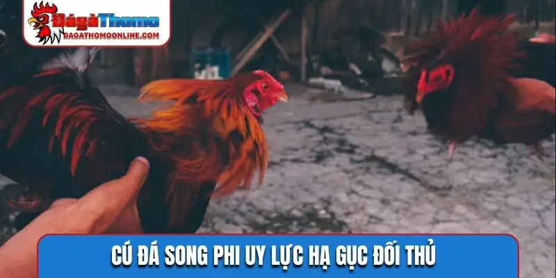 Cú đá song phi uy lực hạ gục đối thủ