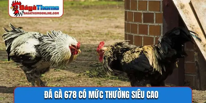 Đá gà 678 có mức thưởng siêu cao