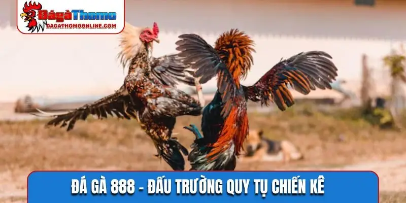 Đá gà 888
