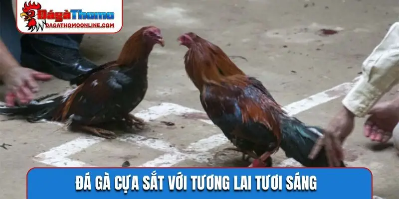 Đá gà cựa sắt với tương lai tươi sáng