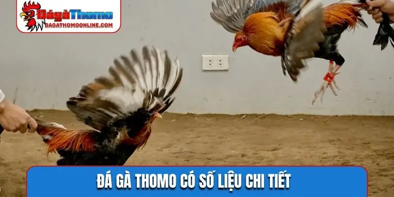 Đá gà Thomo có số liệu chi tiết