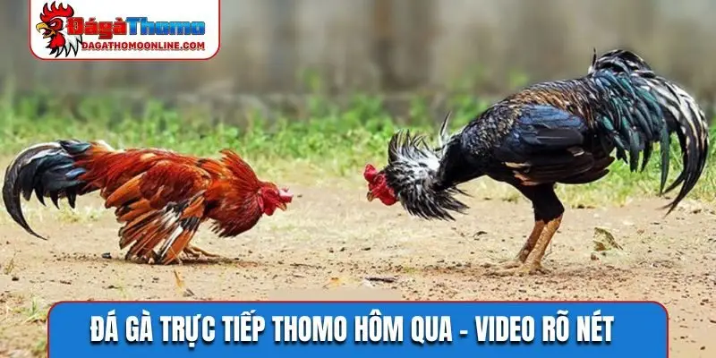 Đá gà trực tiếp Thomo hôm qua