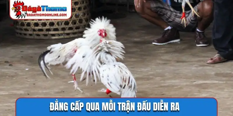 Đẳng cấp qua mỗi trận đấu diễn ra