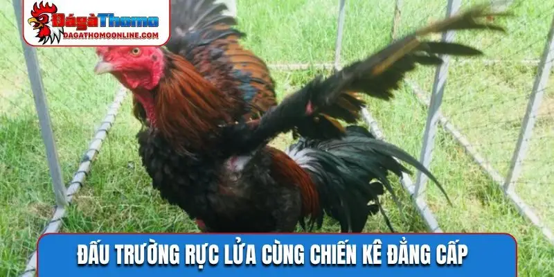 Đấu trường rực lửa cùng chiến kê đẳng cấp