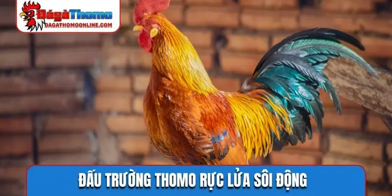 Đấu trường Thomo rực lửa sôi động
