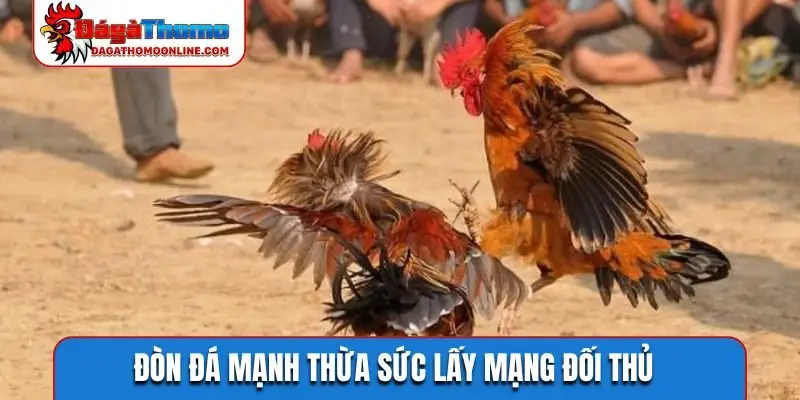 Đòn đá mạnh thừa sức lấy mạng đối thủ