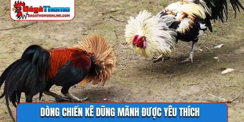 Dòng chiến kê dũng mãnh được yêu thích