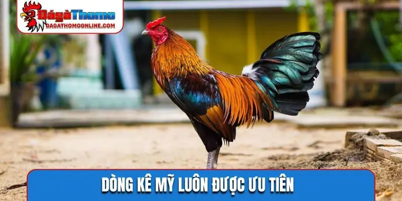 Dòng kê Mỹ luôn được ưu tiên
