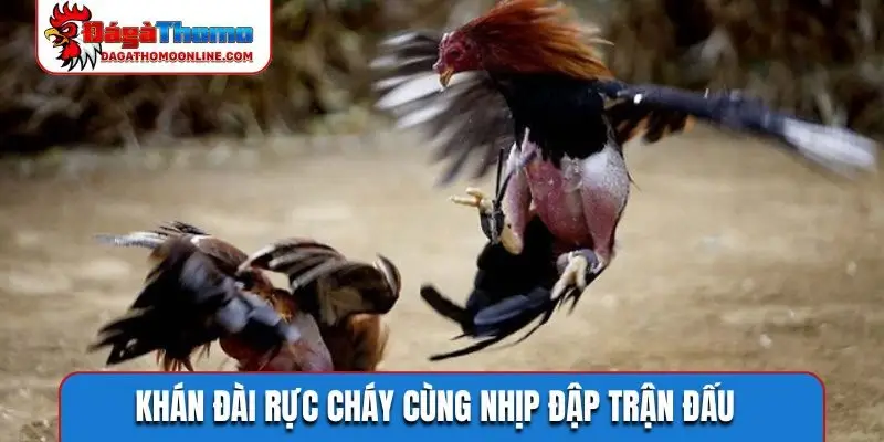 Khán đài rực cháy cùng nhịp đập trận đấu