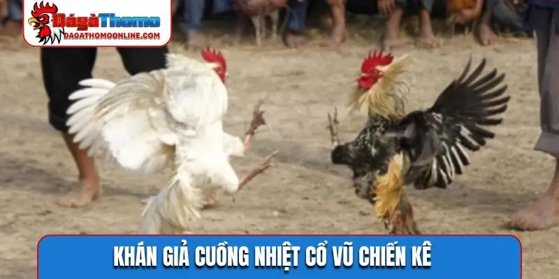 Khán giả cuồng nhiệt cổ vũ chiến kê