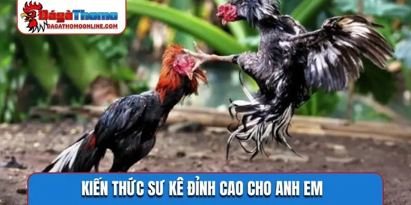 Kiến thức sư kê đỉnh cao cho anh em