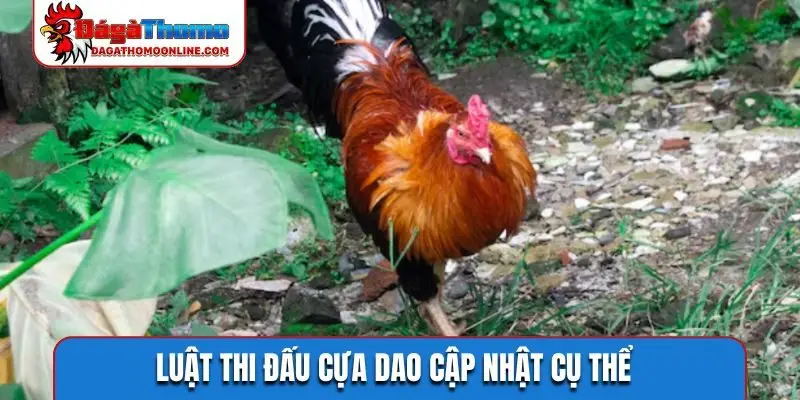 Luật thi đấu cựa dao cập nhật cụ thể