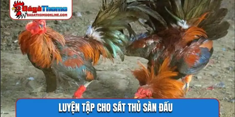 Luyện tập cho sát thủ sàn đấu
