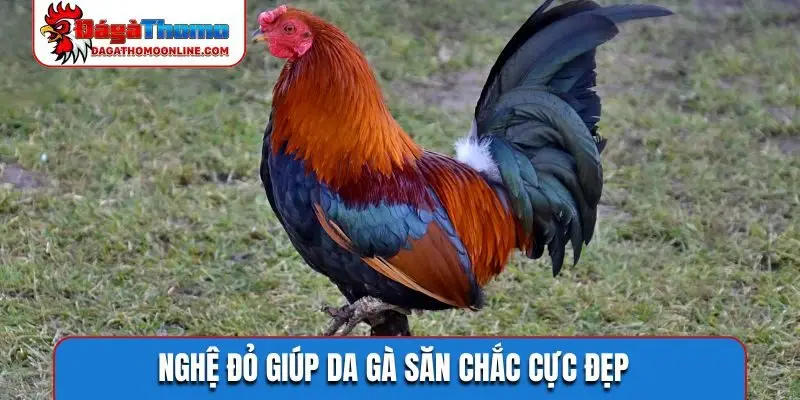 Nghệ đỏ giúp da gà săn chắc cực đẹp