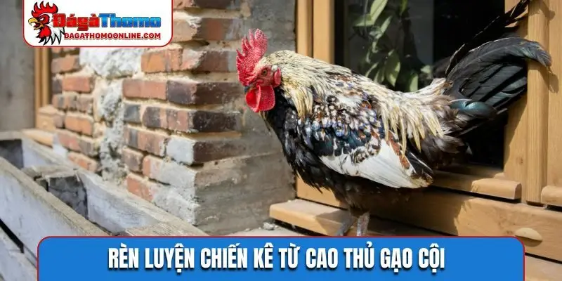Rèn luyện chiến kê từ cao thủ gạo cội