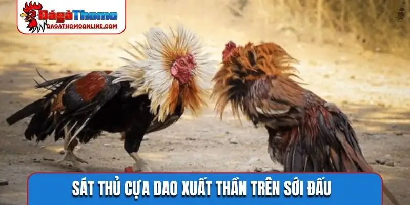Sát thủ cựa dao xuất thần trên sới đấu