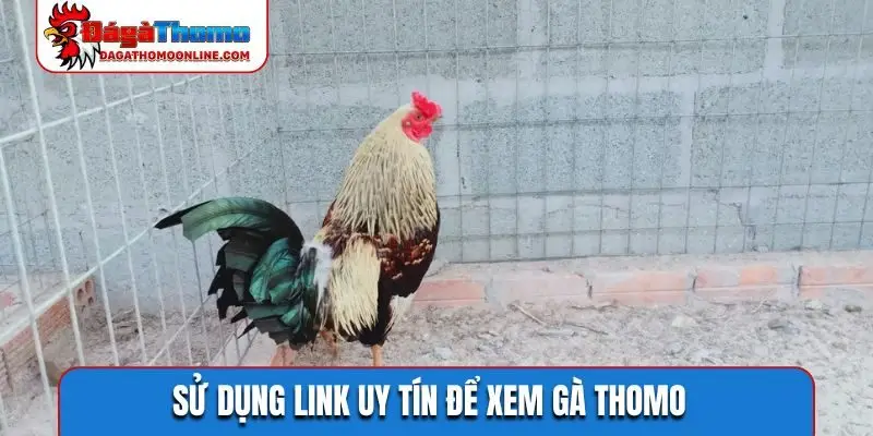 Sử dụng link uy tín để xem gà Thomo