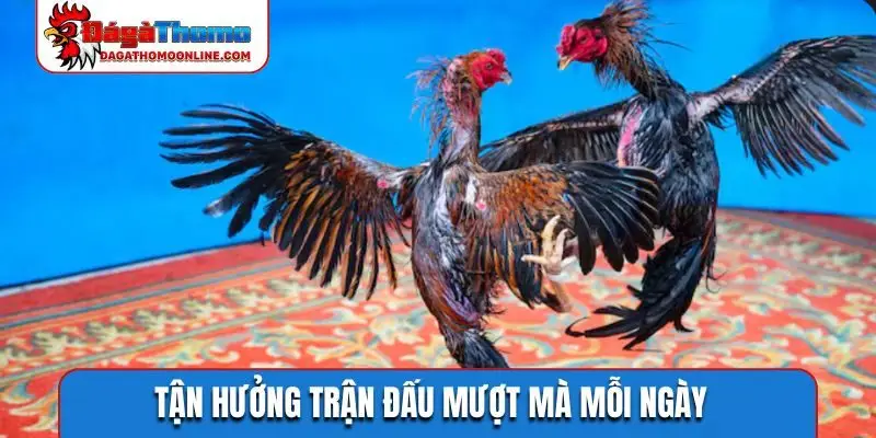 Tận hưởng trận đấu mượt mà mỗi ngày