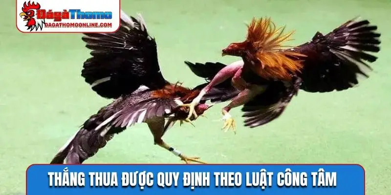 Thắng thua được quy định theo luật công tâm