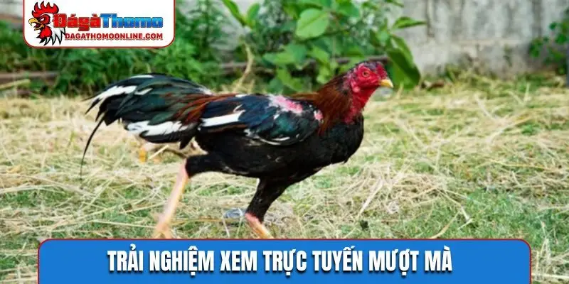 Trải nghiệm xem trực tuyến mượt mà