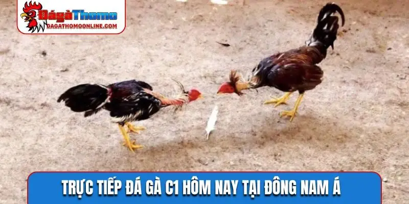 Trực tiếp đá gà C1 hôm nay tại Đông Nam Á