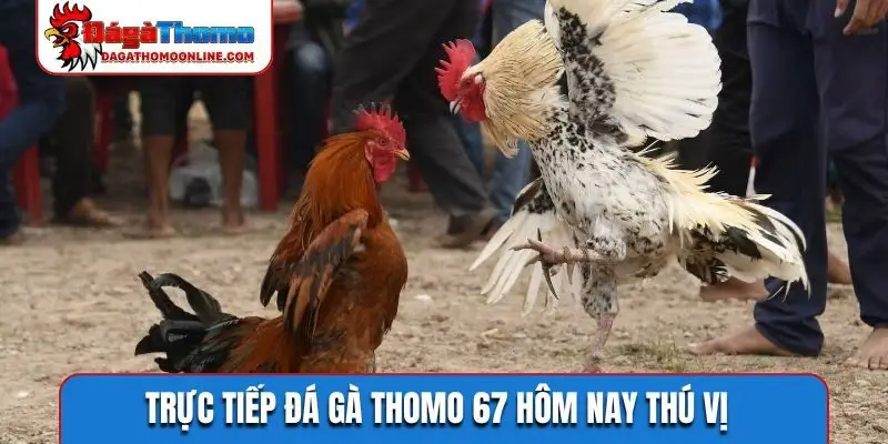 Trực tiếp đá gà Thomo 67 hôm nay thú vị