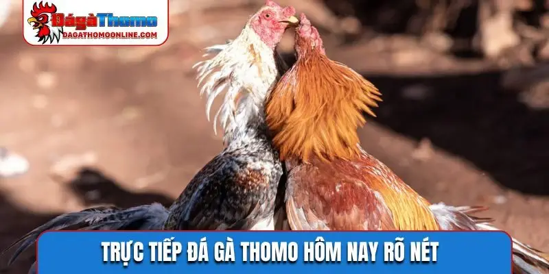 Trực tiếp đá gà Thomo hôm nay rõ nét