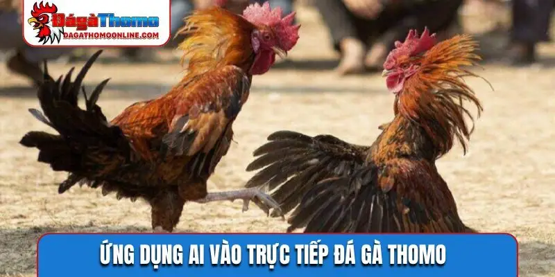 Ứng dụng AI vào trực tiếp đá gà Thomo