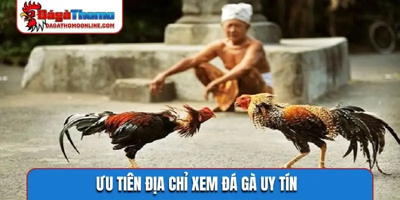 Ưu tiên địa chỉ xem đá gà uy tín