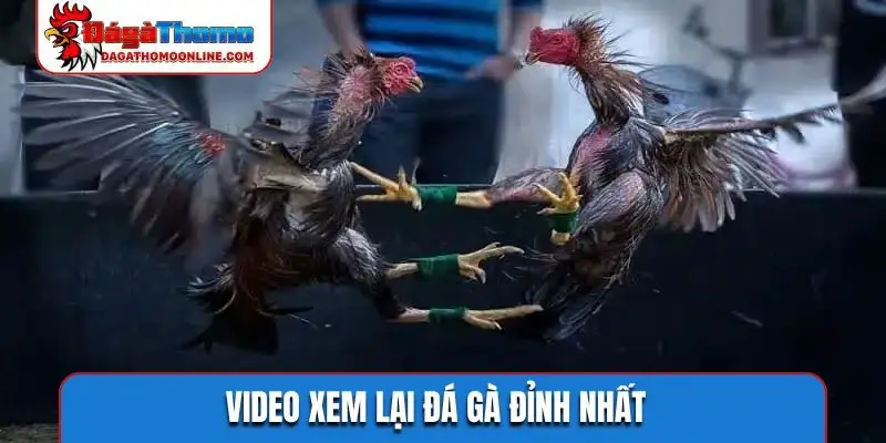 Video xem lại đá gà đỉnh nhất