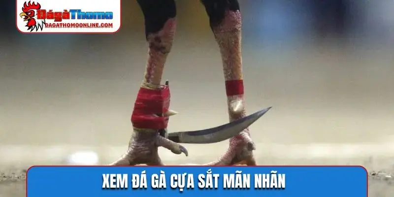 Xem đá gà cựa sắt mãn nhãn