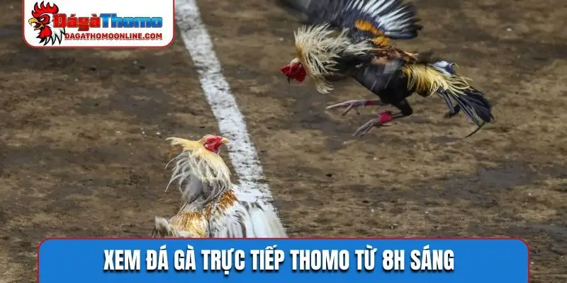Xem đá gà trực tiếp Thomo từ 8h sáng