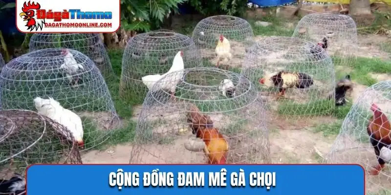 Cộng đồng đam mê gà chọi