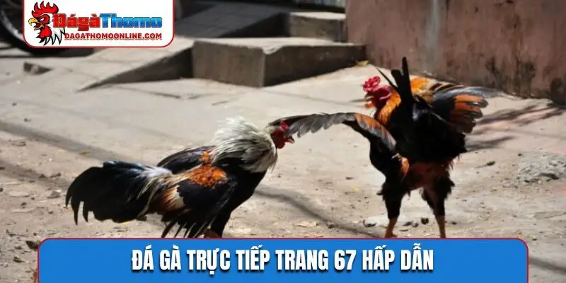 Đá gà trực tiếp trang 67 hấp dẫn