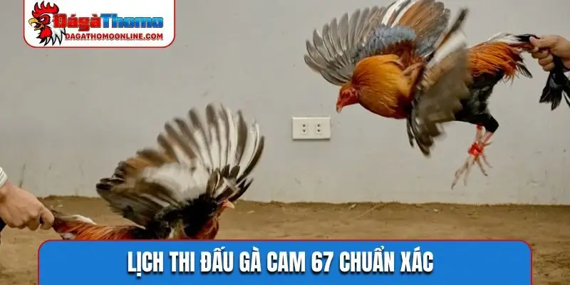 Lịch thi đấu gà cam 67 chuẩn xác