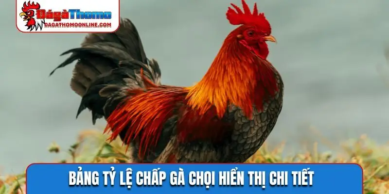 Bảng tỷ lệ chấp gà chọi hiển thị chi tiết