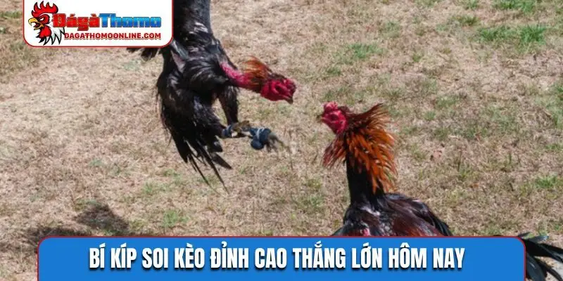 Bí kíp soi kèo đỉnh cao thắng lớn hôm nay