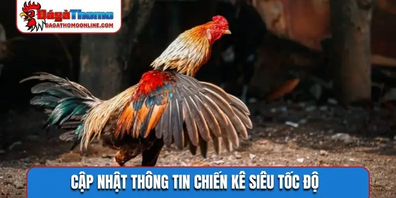 Cập nhật thông tin chiến kê siêu tốc độ