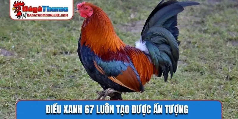 Điều xanh 67 luôn tạo được ấn tượng