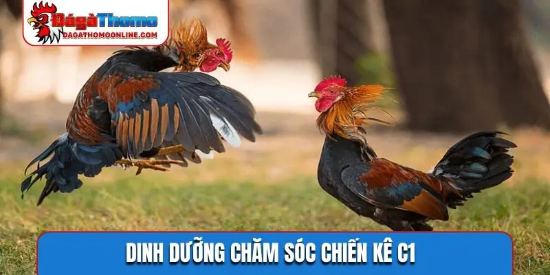 Dinh dưỡng chăm sóc chiến kê C1