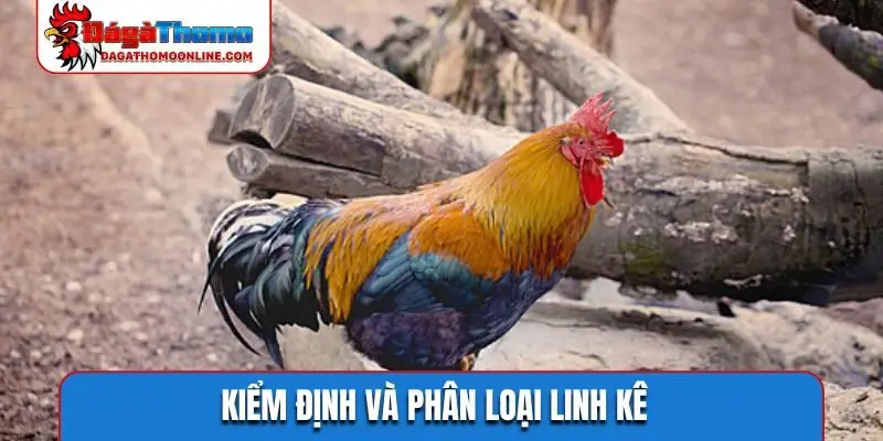 Kiểm định và phân loại linh kê